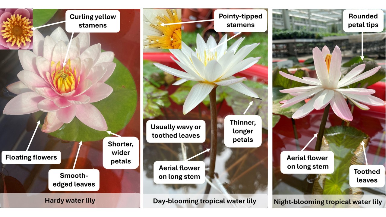 Yes, you can tell apart hardy and tropical water lilies! The three easiest characteristics to use are flower position, petal shape, and stamen shape. 