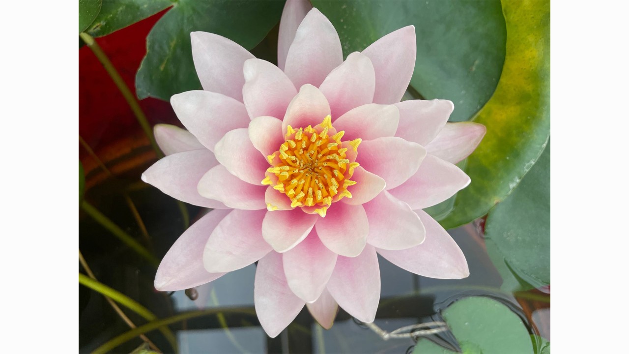 Hardy Water Lily