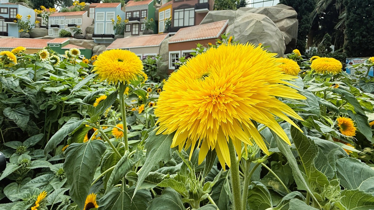 Among the sea of sunflowers, can you pick out the distinctive fluffy, pompom-like blooms that stand out from the rest?