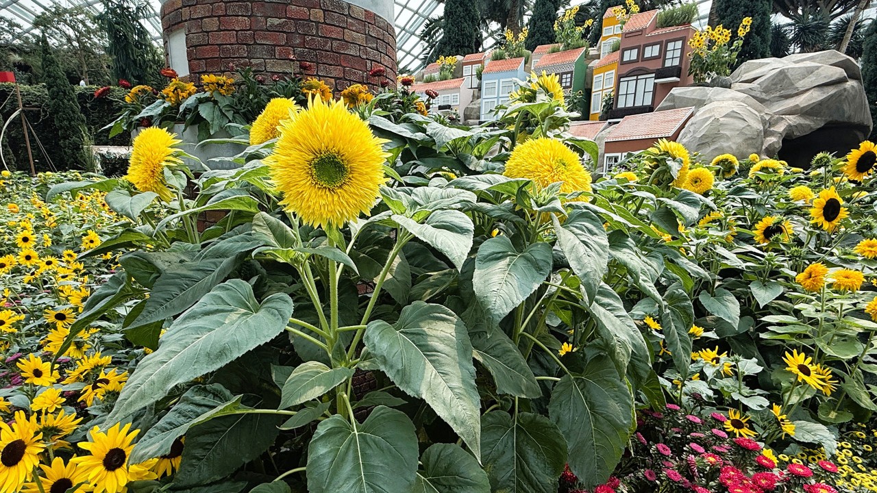 ‘Lemonade’ features broad, coarse leaves and stood tall amongst other varieties of sunflower.