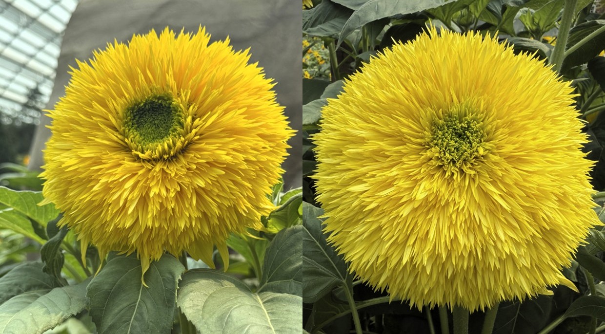 [Left] Young flowers of Helianthus 'Lemonade' naturally have a pale lime-green centre when the flower bud first begins to open. [Right] As the flower head matures, the tightly packed green florets in the centre will slowly open and lengthen and transition into the signature, fluffy pom-pom flower.