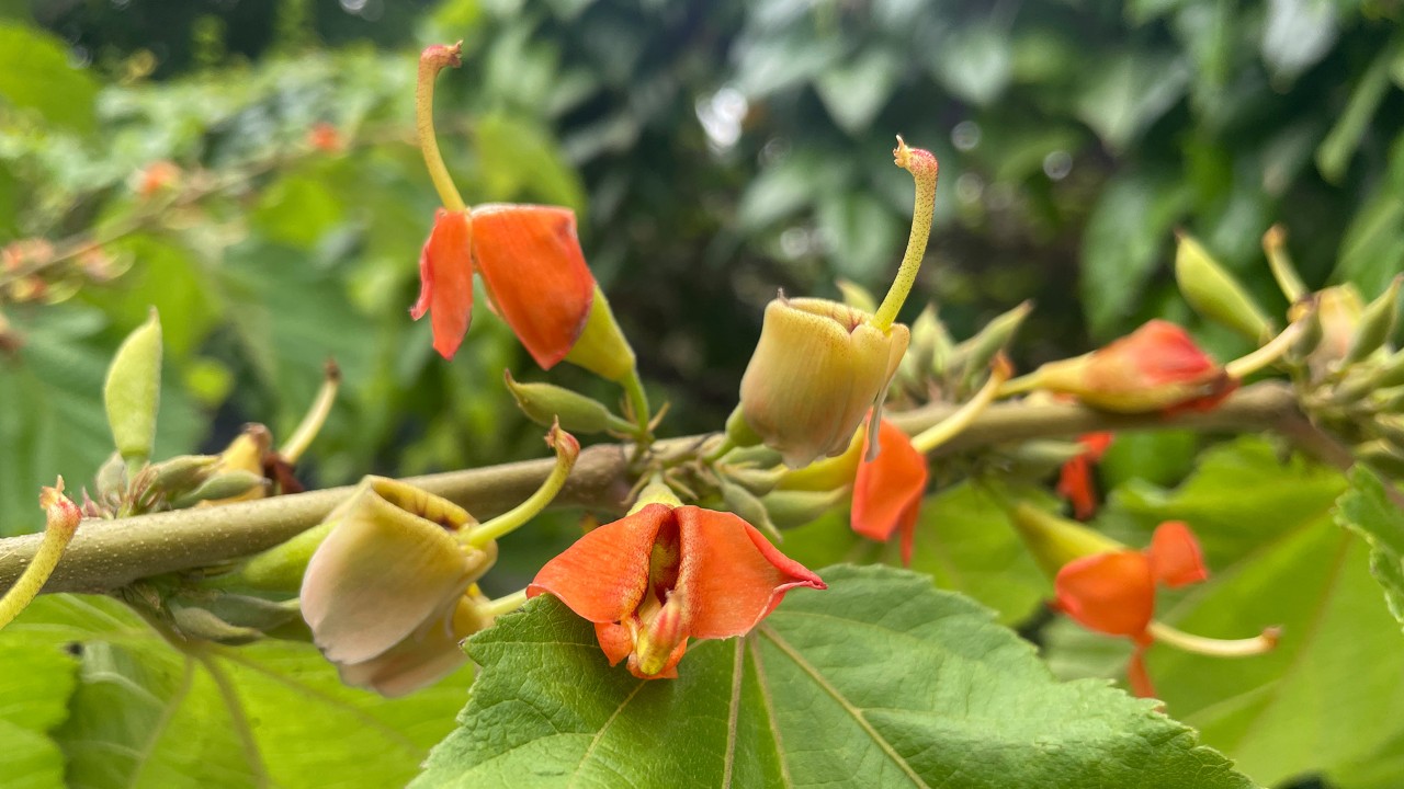 The flowers of H. isora change color from a reddish orange to a yellowish-green with hints of pink as they age. The long stalk coming out of each flower is called a gynophore and bears its five ovaries and pistils at the very tip.  