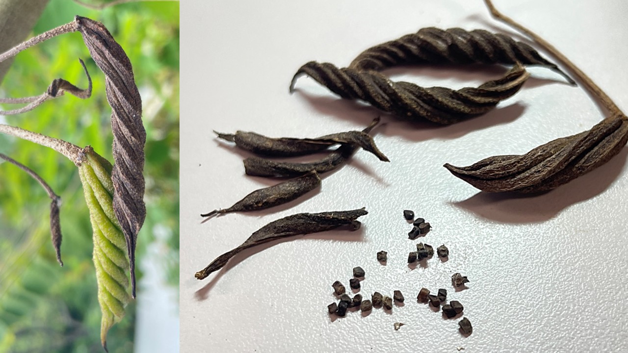 The long twisted, rope-like fruits of this species mature from a succulent pale green (left), to a dry, woody brown (right).  Each of the five follicles or sections of the fruit has 15-25 small, dark seeds.    