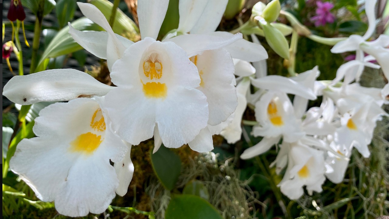 Flowers of Trichopilia hennisiana showing its unusually large size.