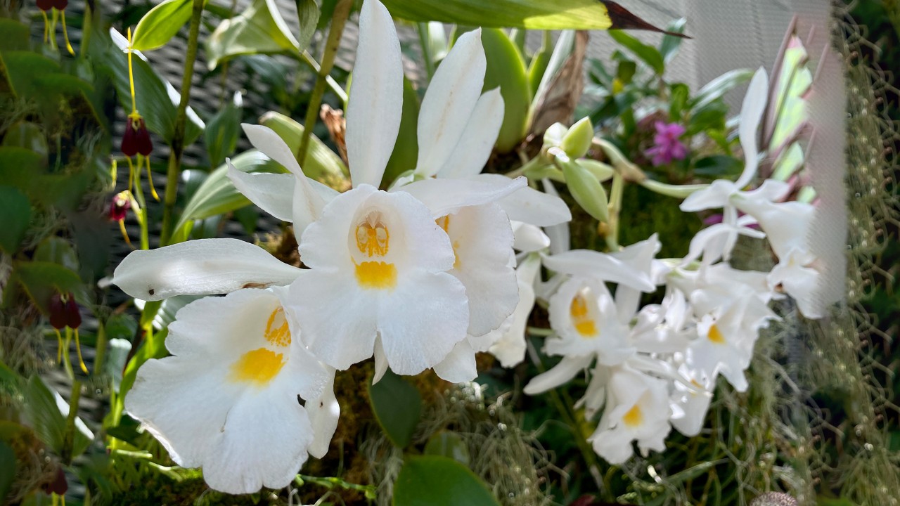 Flowers and spikes emerging from the base of their pseudobulbs.