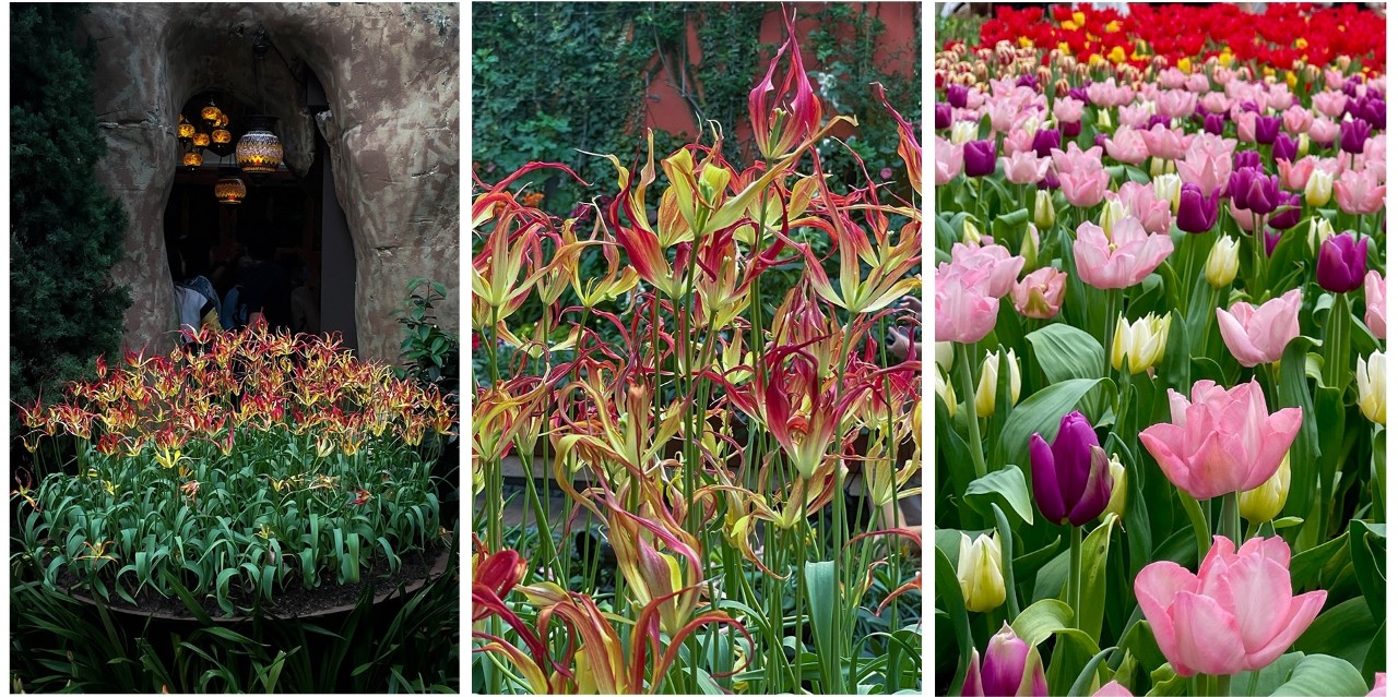 Horned tulips (left and centre), in comparison to the tulip cultivars (mostly Tulipa x gesneriana) at Flower Field (right). 