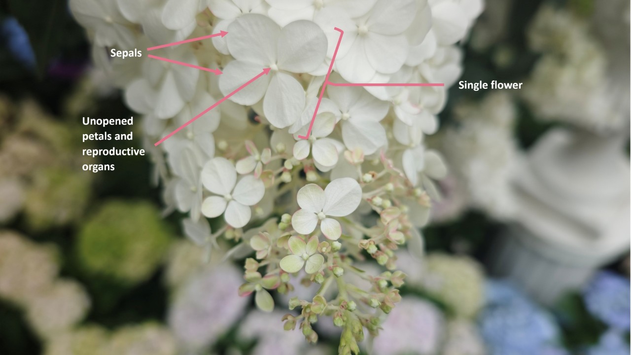 Labelled panicle of hydrangea showing a single flower with broad, petal-like sepals surrounding the other flower parts. 