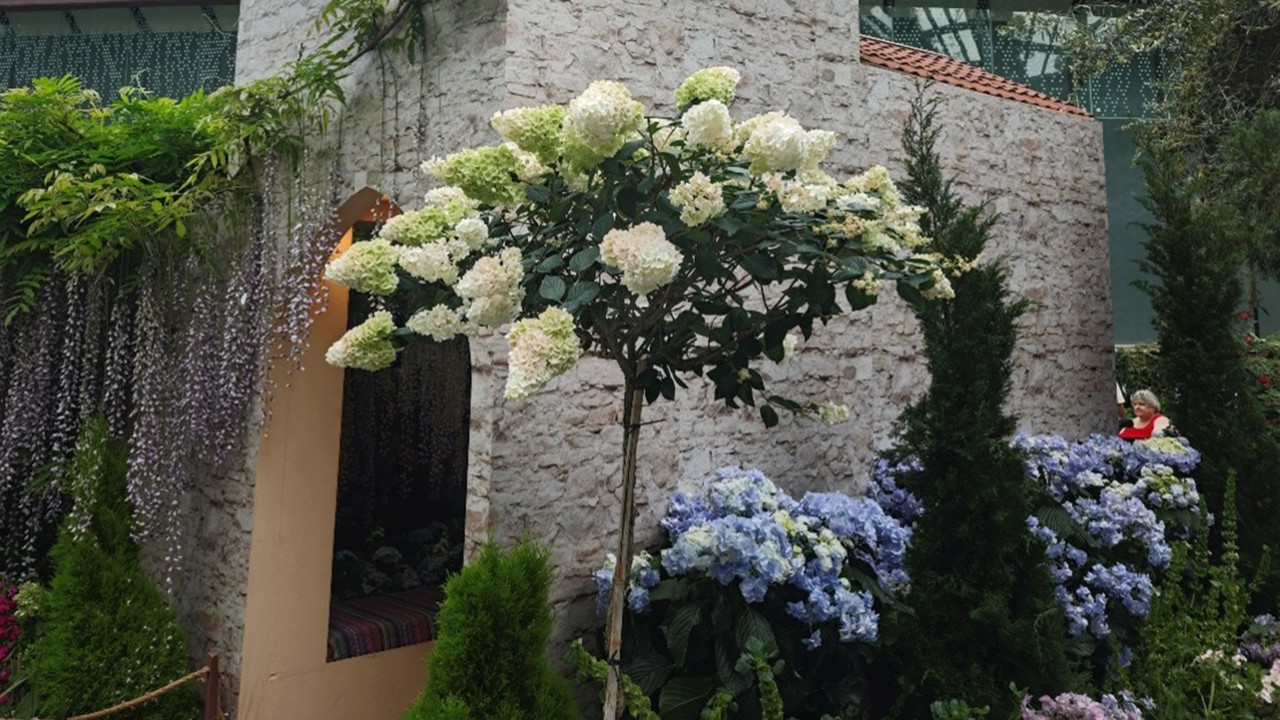 Selective pruning transforms a shrubby hydrangea into a tall, lollipop-like form resembling a tree! 