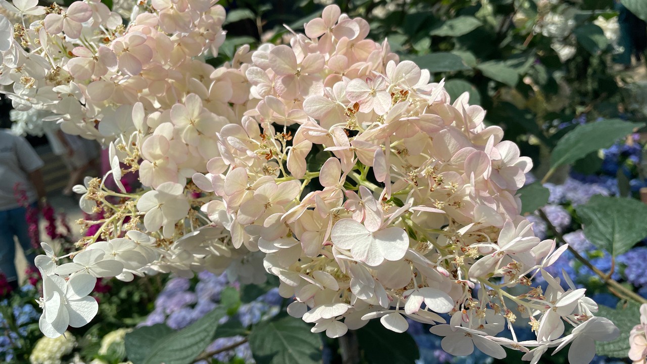 Hydrangea paniculata ‘Sundae Fraise’