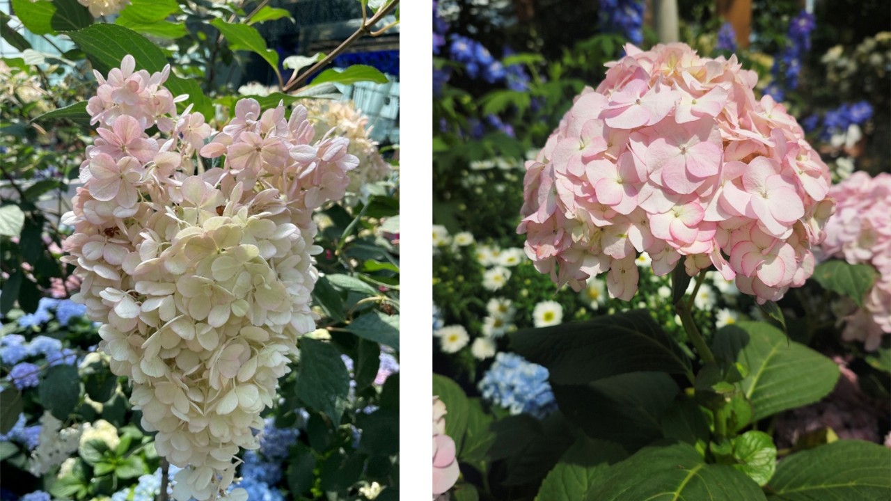 Other than its height, the other difference between these two main hydrangea species is the cone-like flower shape of the panicle hydrangea left. (very much like hanging grapes) compared to the rounded flowering shape of the bigleaf hydrangeas (right).