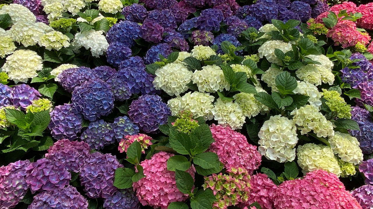 Bright, vivid colours of hydrangea cultivars.