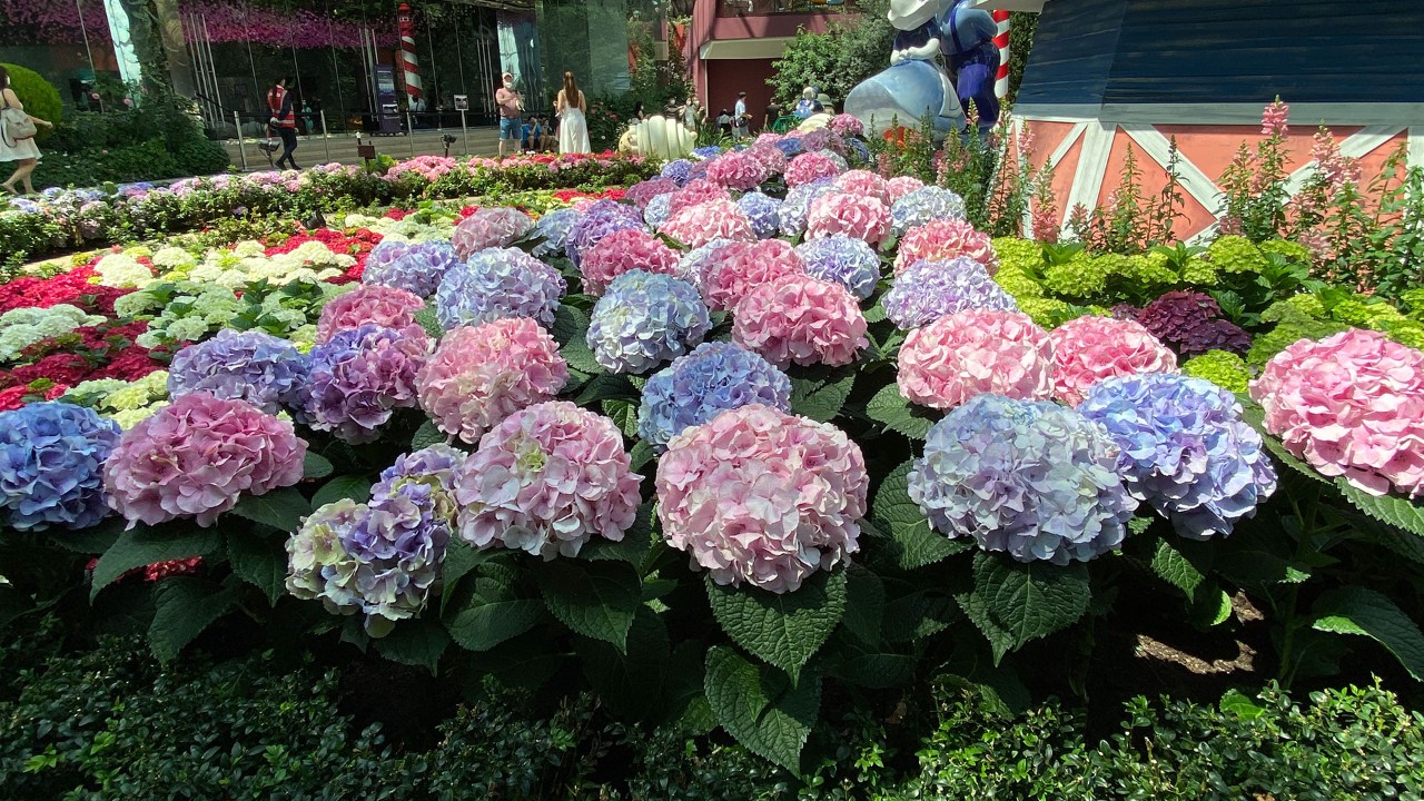 Large, mophead hydrangeas in pastel colours.