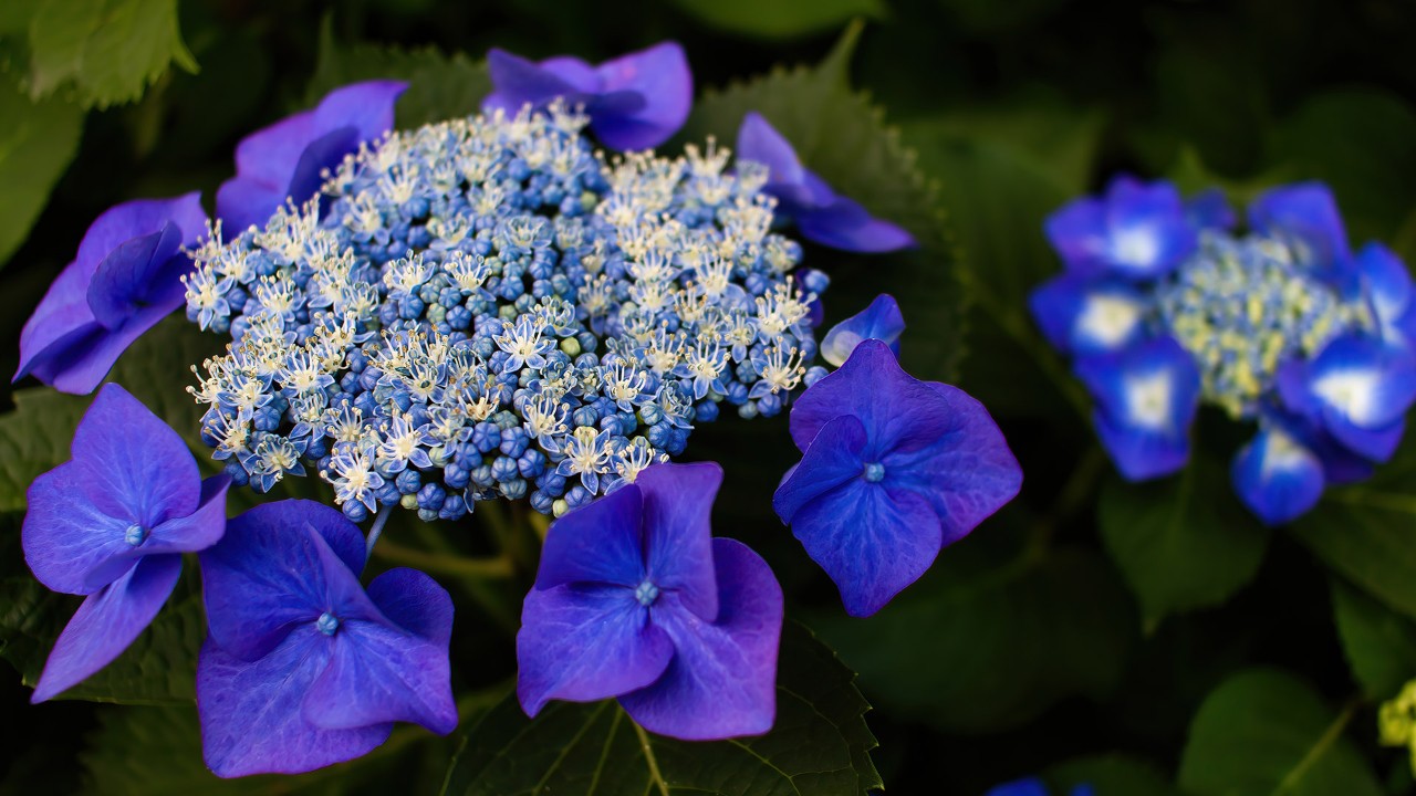 This lace cap hydrangea shows the typical floral arrangement of its type, with a ring of showy fertile florets surrounding central bunches of tiny fertile florets. Sterile florets are all about appearance being large, colourful, and designed to catch the eye of pollinators. On the contrary, fertile florets are smaller and not showy but loaded with pollen and nectar. Some of the fertile florets are in full bloom - can you spot the tiny purple sepals and cream-colored stamens 