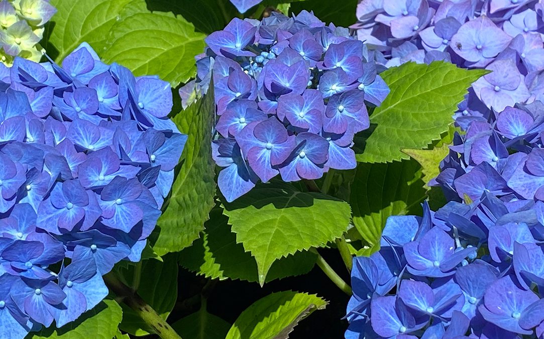 Blue and purplish-pink coloured hydrangea blooms 