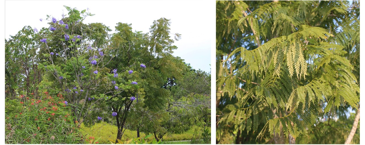 It is not uncommon to see both flowering and non-flowering specimens of jacarandas near one another in Singapore 