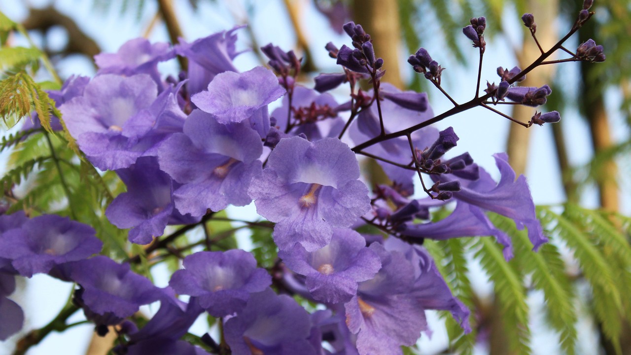 Close-up of the flowers of Jacaranda caucana