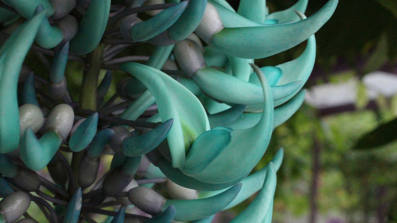 The claw-shaped flowers of the jade vine have supposedly co-evolved with bats, which aid in pollination when they hang upside down to feed on the floral nectar.