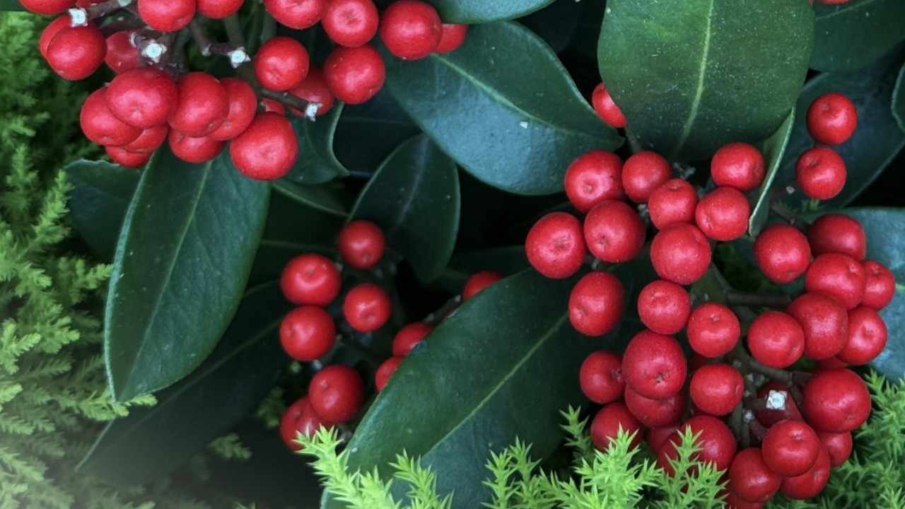 Close-up of the bright red berries of Skimmia japonica ‘Temptation’ against its glossy green leaves.