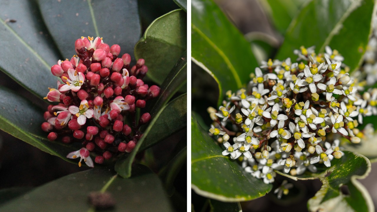 Male plants are often cultivated as ornamentals for their flowers, with many varieties having red-pinkish exteriors like our flowering male plants on display (left). A male flower has four stamens while a female flower bears a single pistil (right).