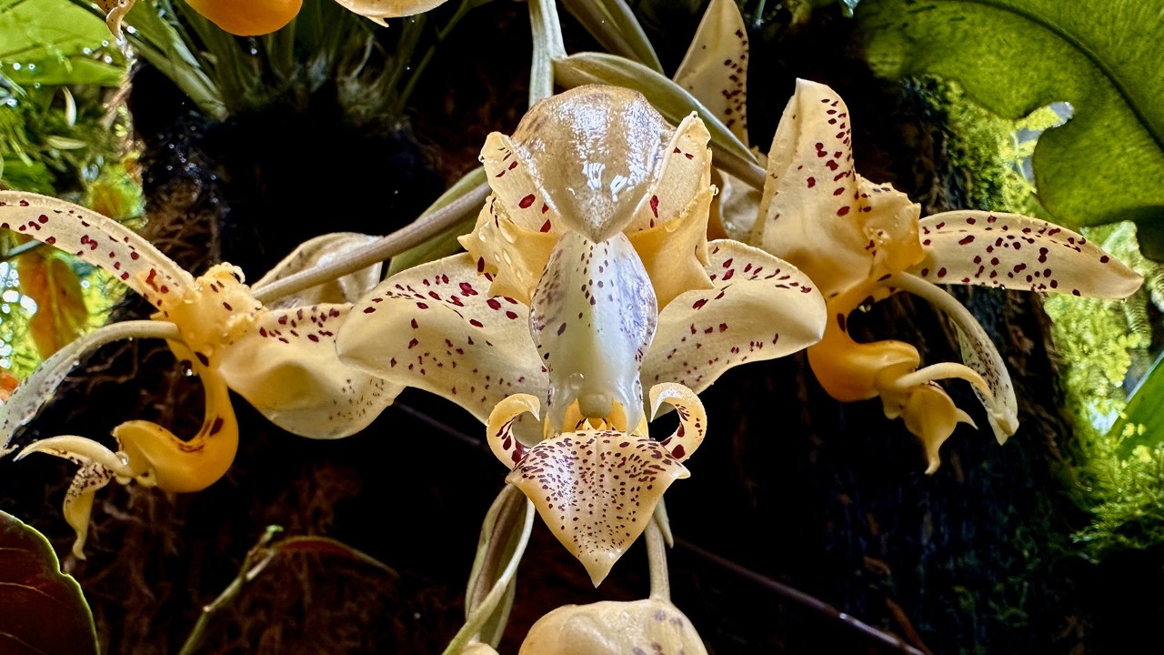 Jenisch's Stanhopea 