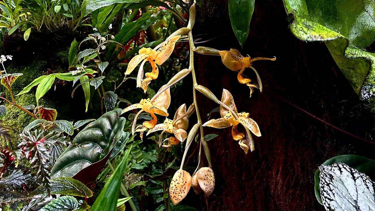 The long and pendant inflorescence of Stanhopea jenischiana.