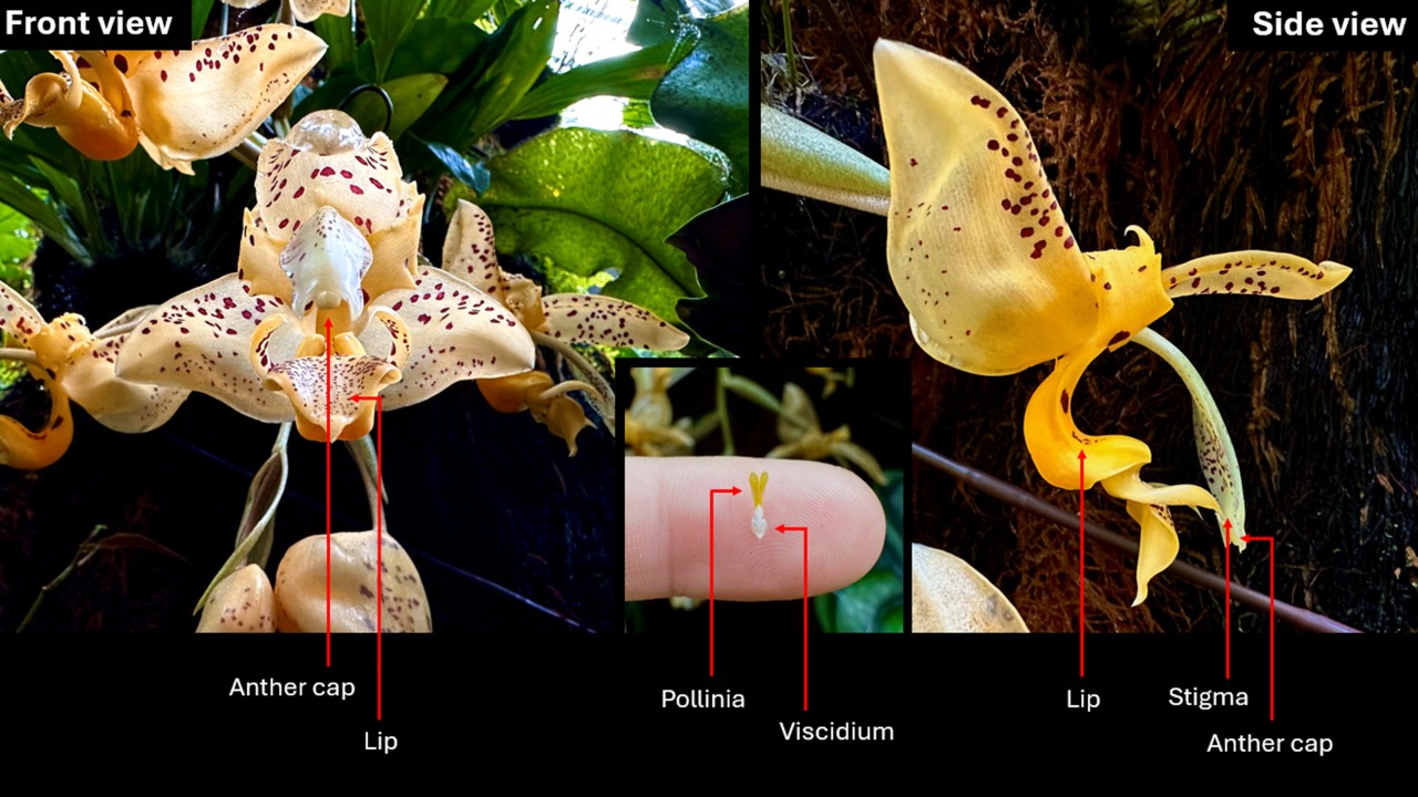 The comparison between the front view and side view of a Jenisch's Stanhopea flower. The anther cap covers the pollinia and will drop easily after being brushed by the bee’s back, as the bee climbs on the lip (labellum). Then the viscidium (a sticky pad) will adhere the exposed pollinia onto the back of the bee, so the bee can bring the pollinia to the next flower. Please note the relative position of the pollinia, lip and stigma, which facilitates the pollination process. 