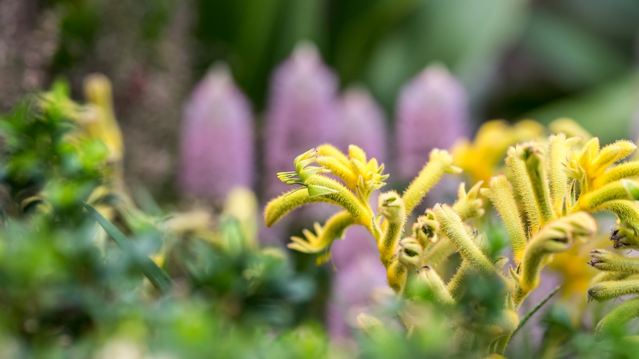 Tubular flowers of the kangaroo paw