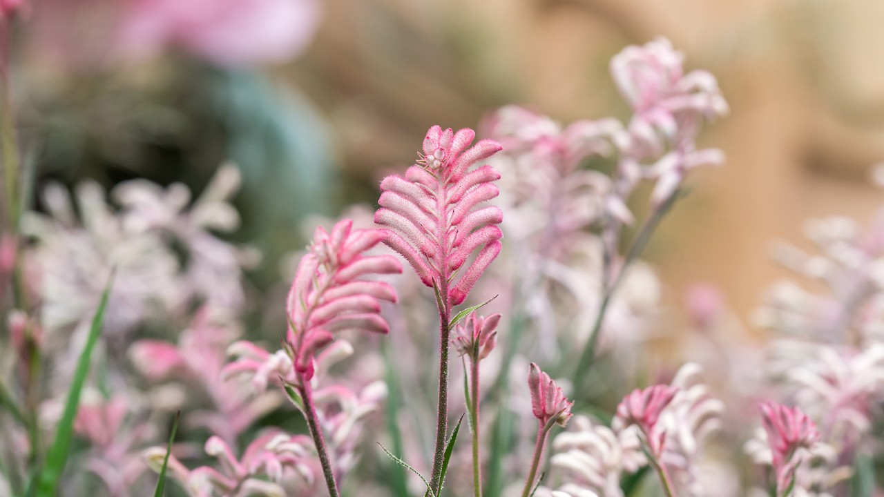 A closeup of the flowers, showing the flower buds