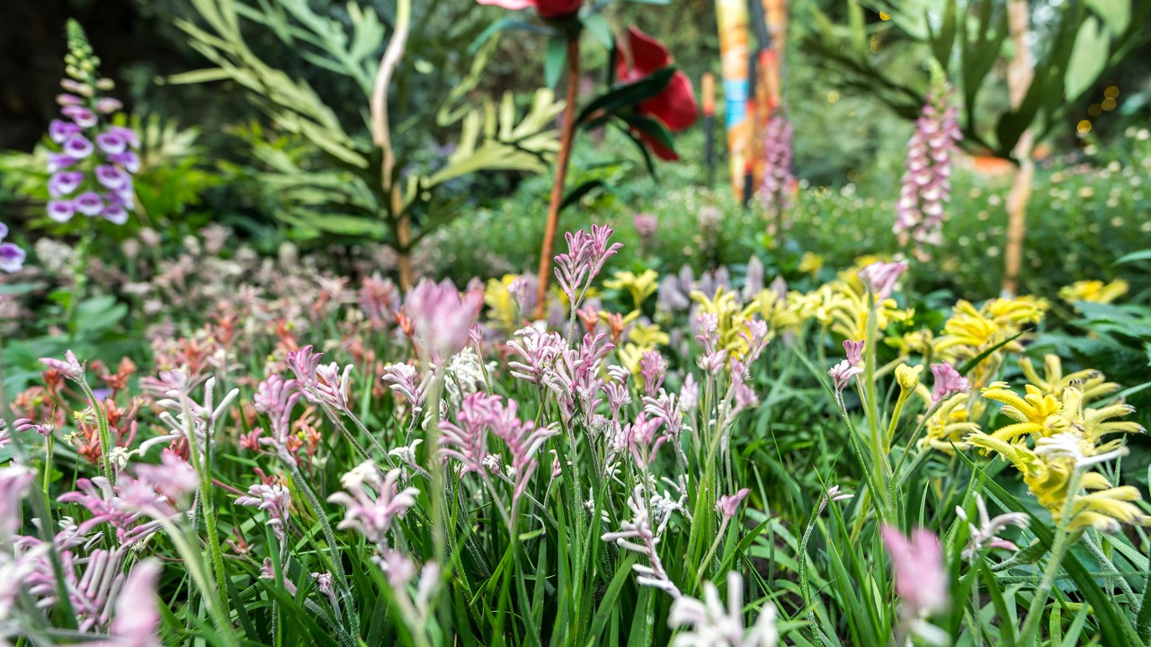 Kangaroo Paws on display