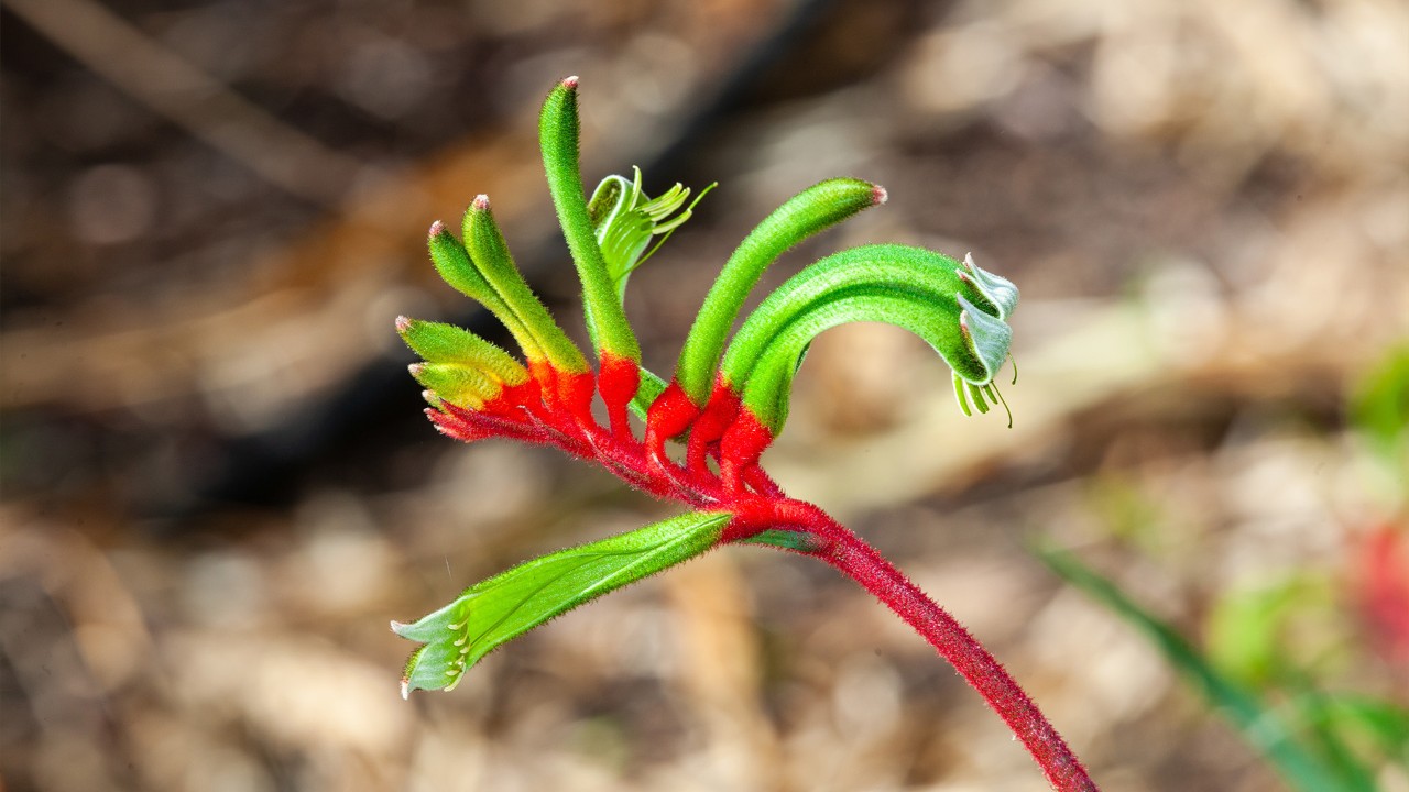 Red and green kangaroo paw, Anigozanthos manglesii.