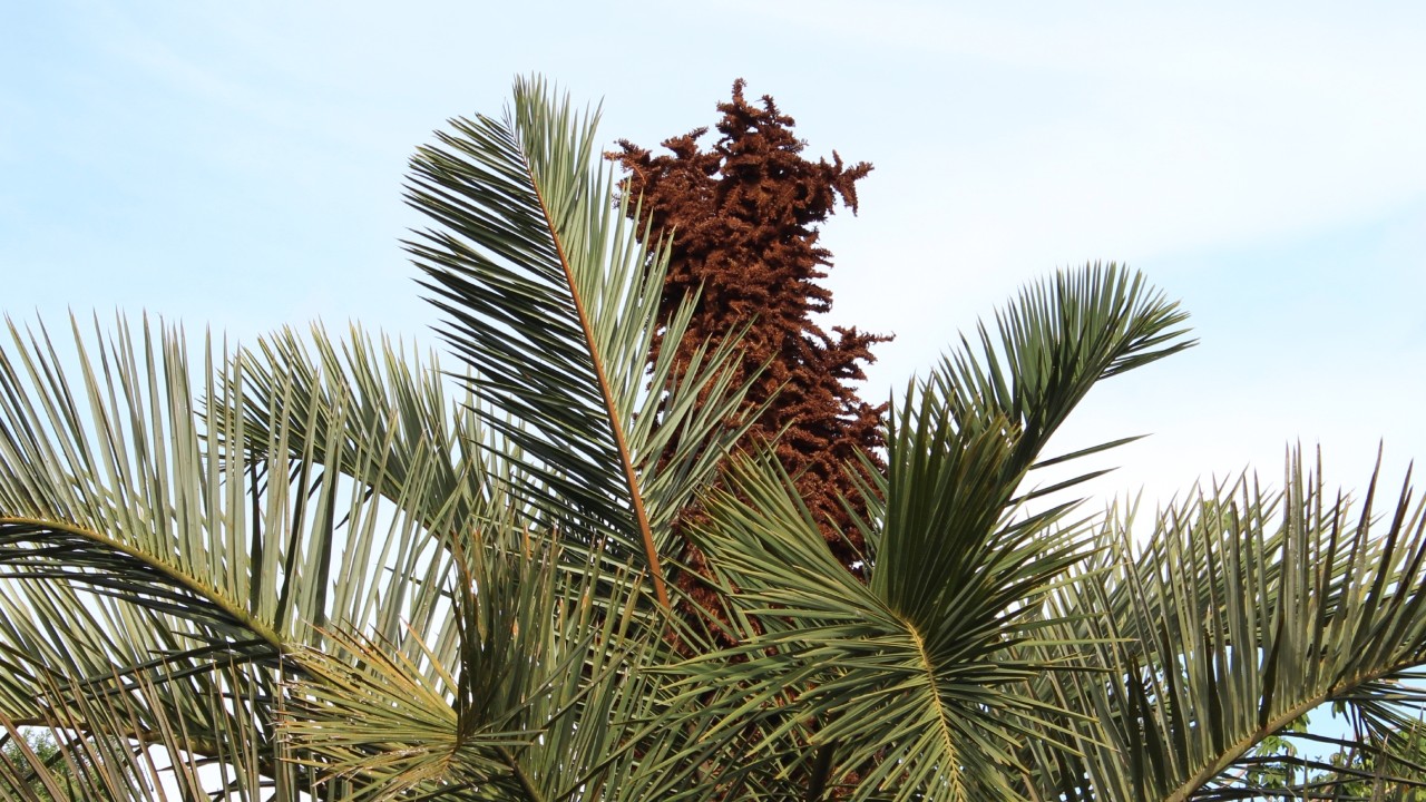 The orange-brown developing inflorescence of the Kosi palm can reach 3.6 metres in height!