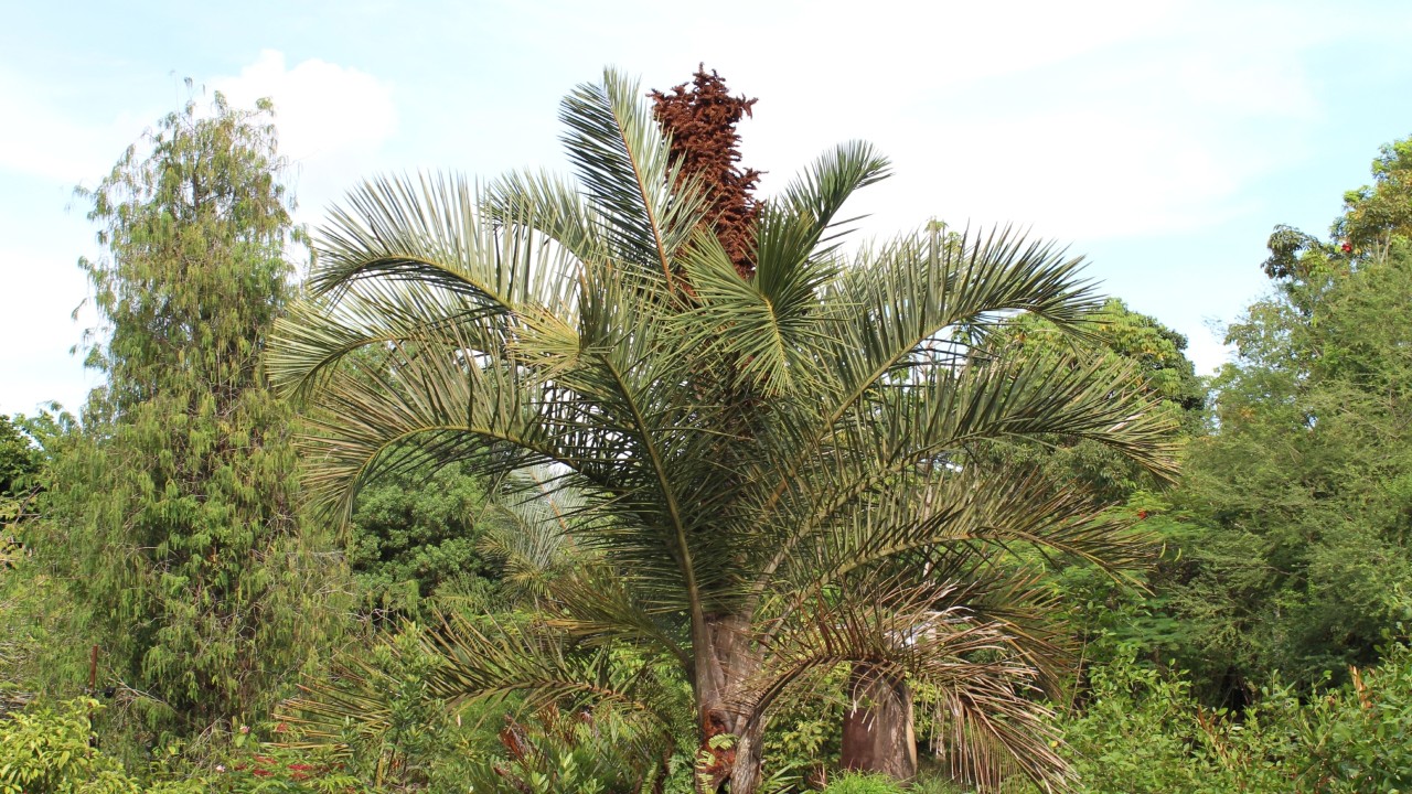 The Kosi palm can reach a height of 16 metres