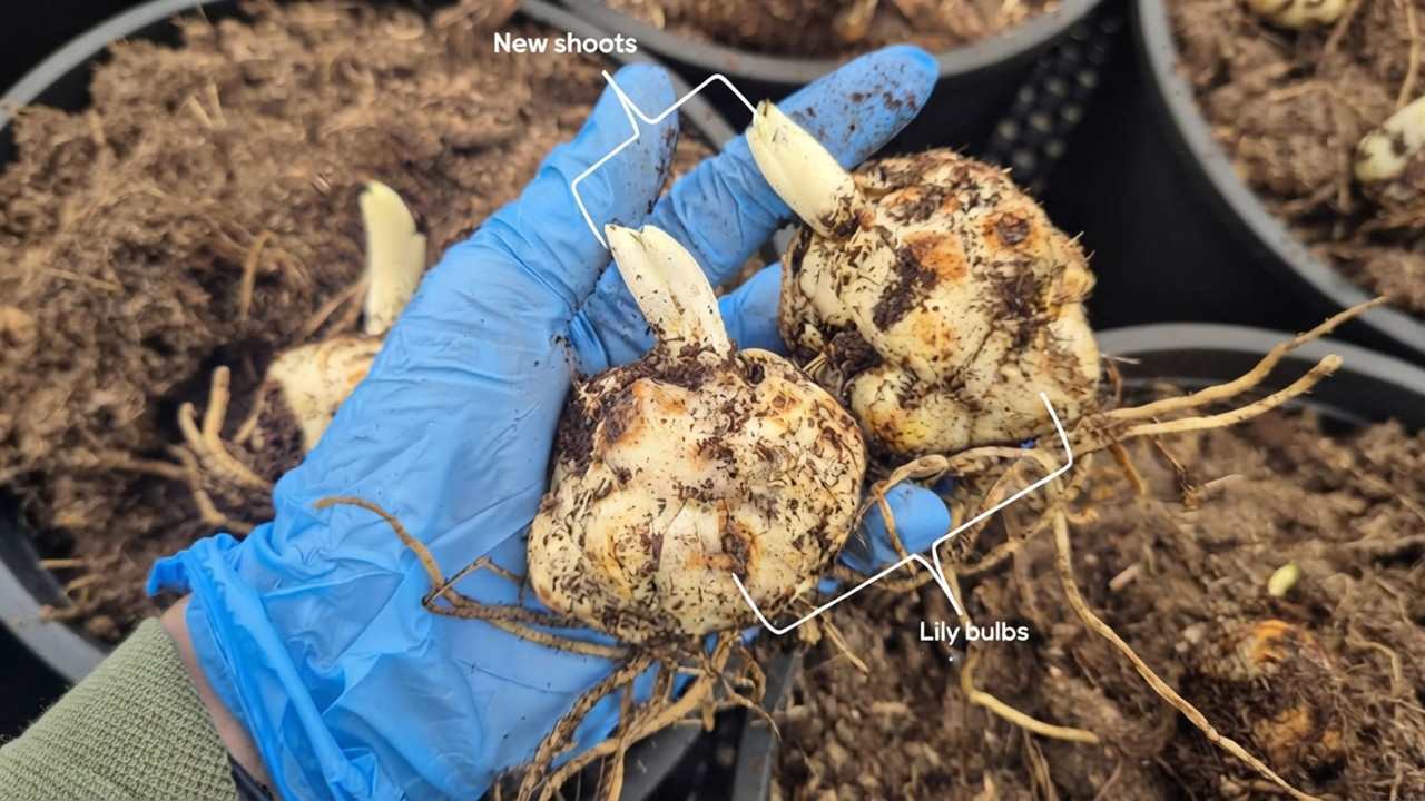 These two lily bulbs are ready to be planted; it takes these bulbs 10 to 11 weeks to grow into full-sized plants with flower buds ready to bloom. 
