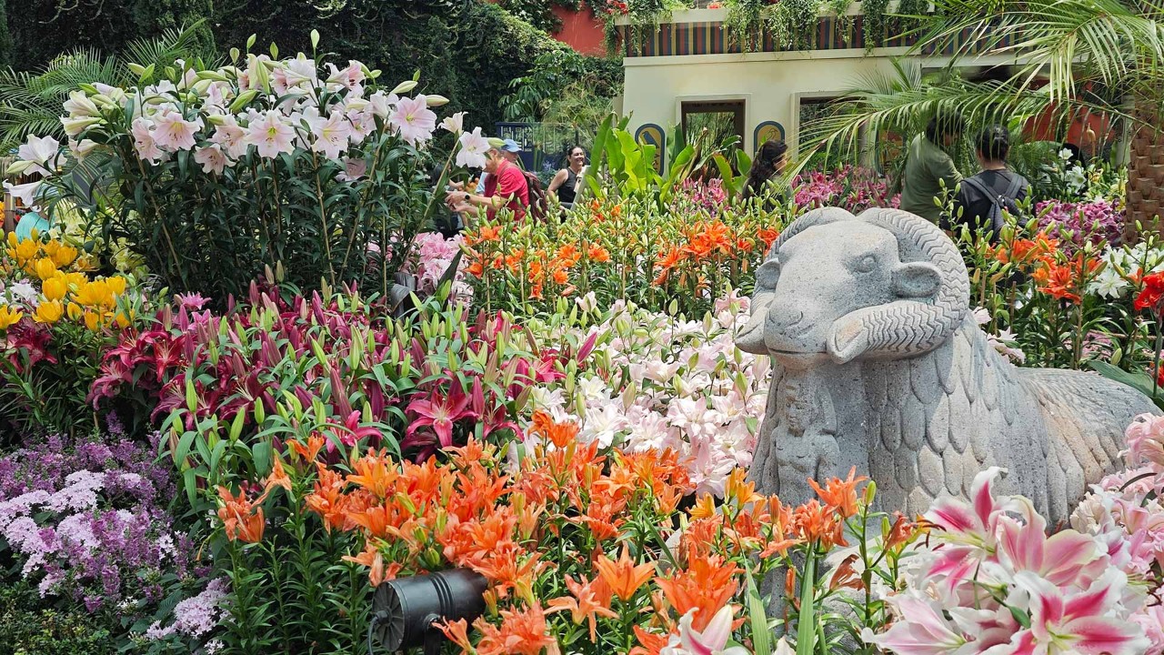Immerse yourself in the rich tapestry of lily colours that brings this Lilytopia display to life.