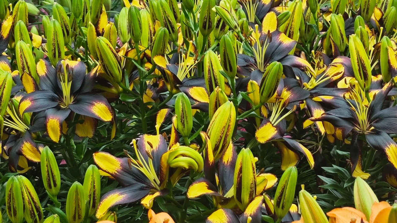 Lilium Tiny Massive (Asiatic variety)