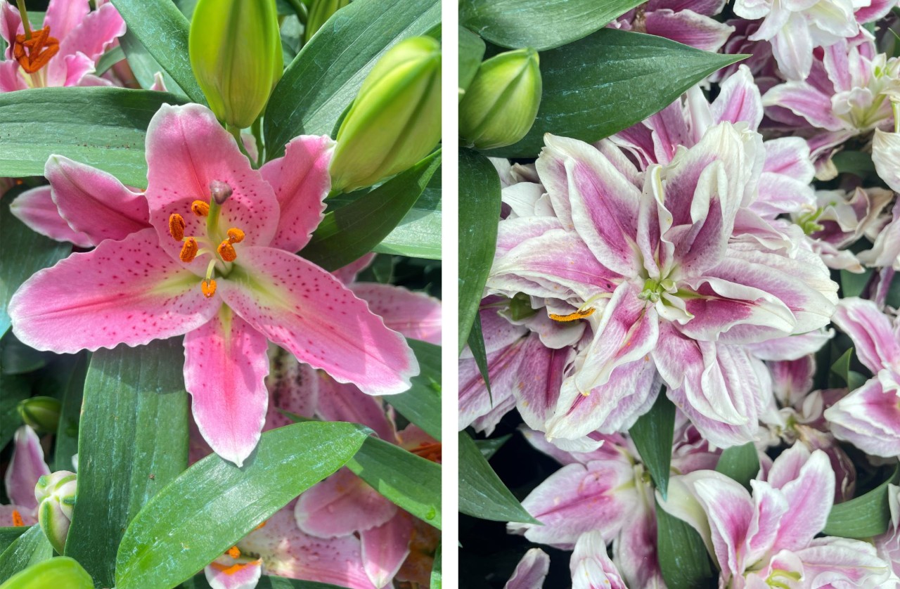 Lily (Lilium species and hybrids)
