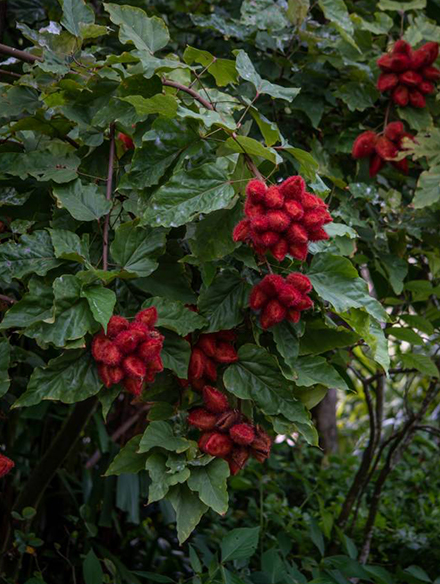 Lipstick Tree 