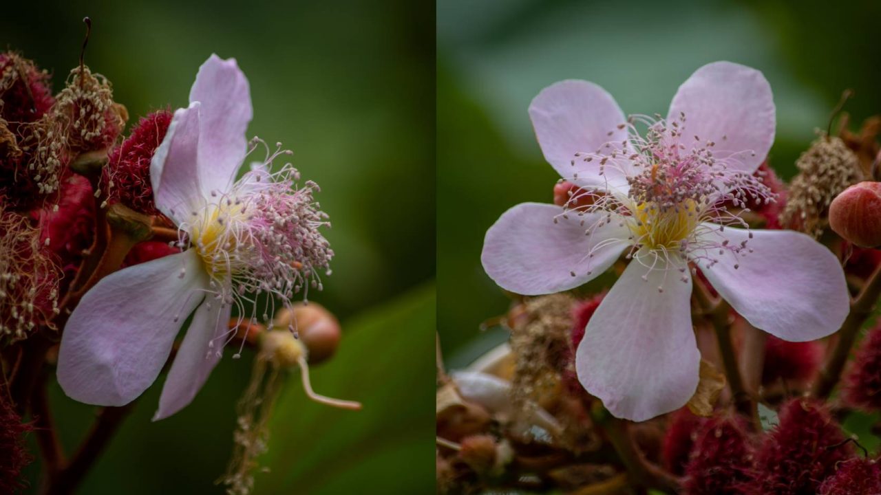 Rose-like flowers with numerous violet-coloured stamens.