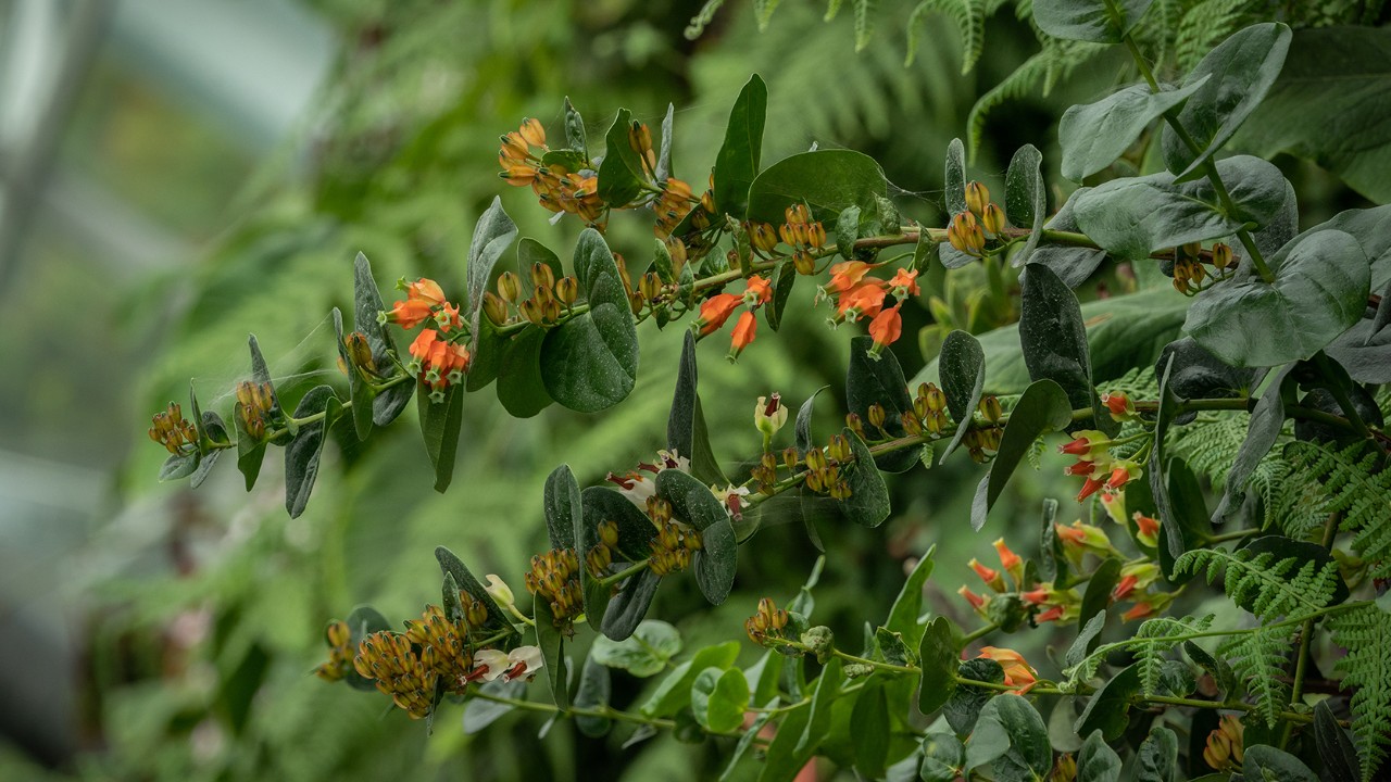 Side view of the plant; notice the flowers blooming on the axils of the stem!