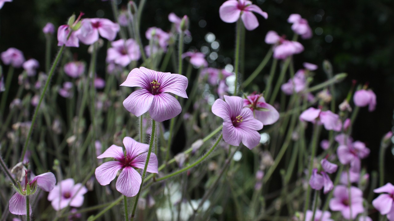 Geranium dalmaticum