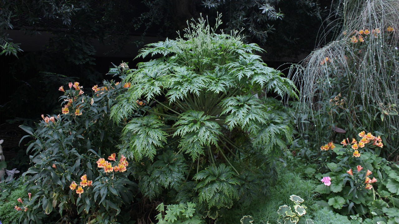 This magnificent specimen in Flower Dome is just starting to produce its terminal flower stalks. 