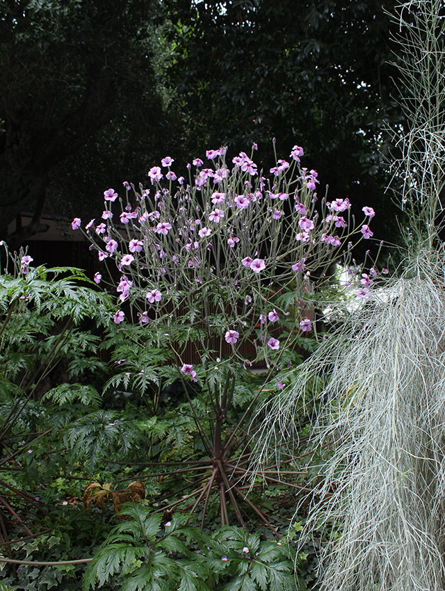 A single plant can bear hundreds of flowers on a single spherical flower stalk. 