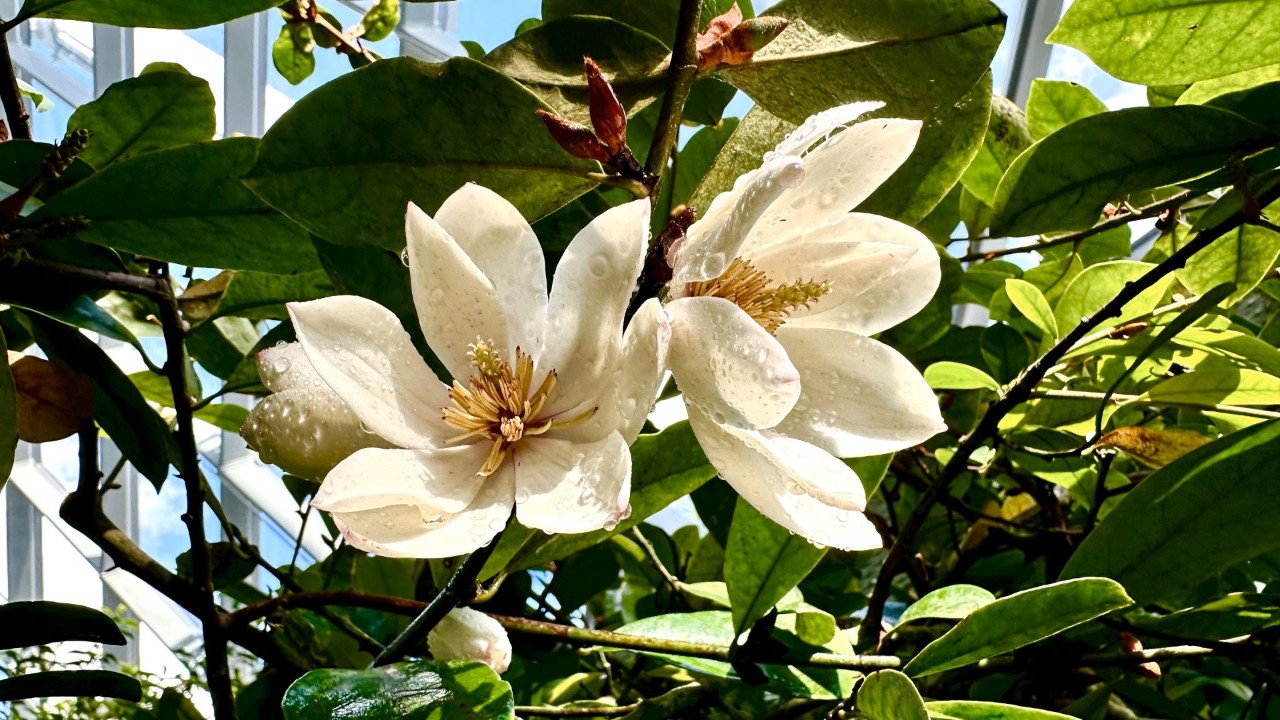 Polished-leaved Magnolia (Magnolia laevifolia)