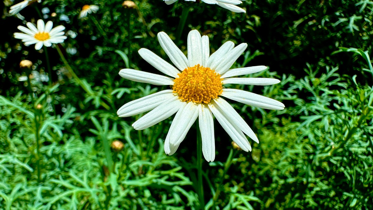 Each white petal-like structure on the edge of the capitulum is actually an elongated ligule of the fused petals on a single ray floret, and the centre is composed of multiple yellow disc florets. Thus, what looks like a lone daisy flower is in fact, botanically, an extremely contracted inflorescence with countless flowers!