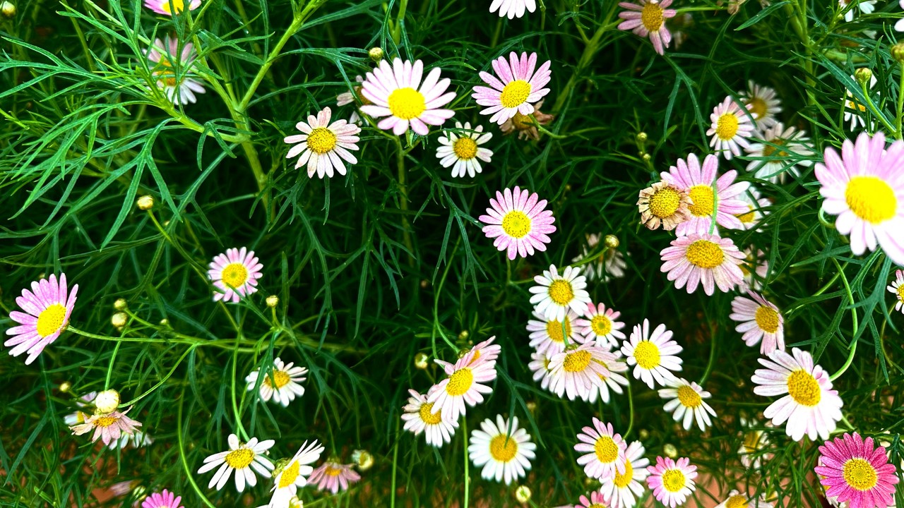  A pink cultivar of Marguerite daisy, which can also be found in Flower Dome.