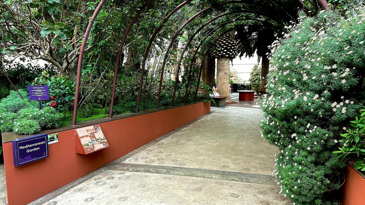 At the entrance of Mediterranean Garden, you can easily spot the bushy white-flowered Marguerite daisy on your right! As for the pink variety, it can be found at the foot of the stairs at the lower entrance/exit of Mediterranean Garden.