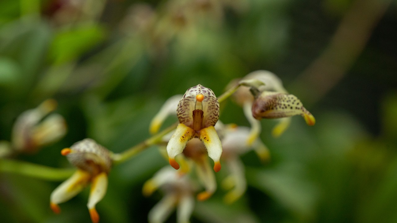  A closeup shot of an individual bloom of Masdevallia pachyura.