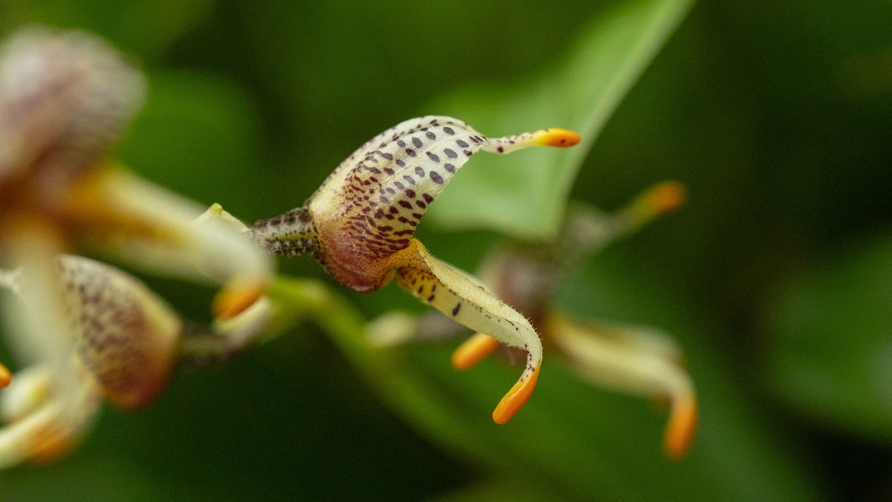  Side view of Masdevallia pachyura with patternings on its sepals.