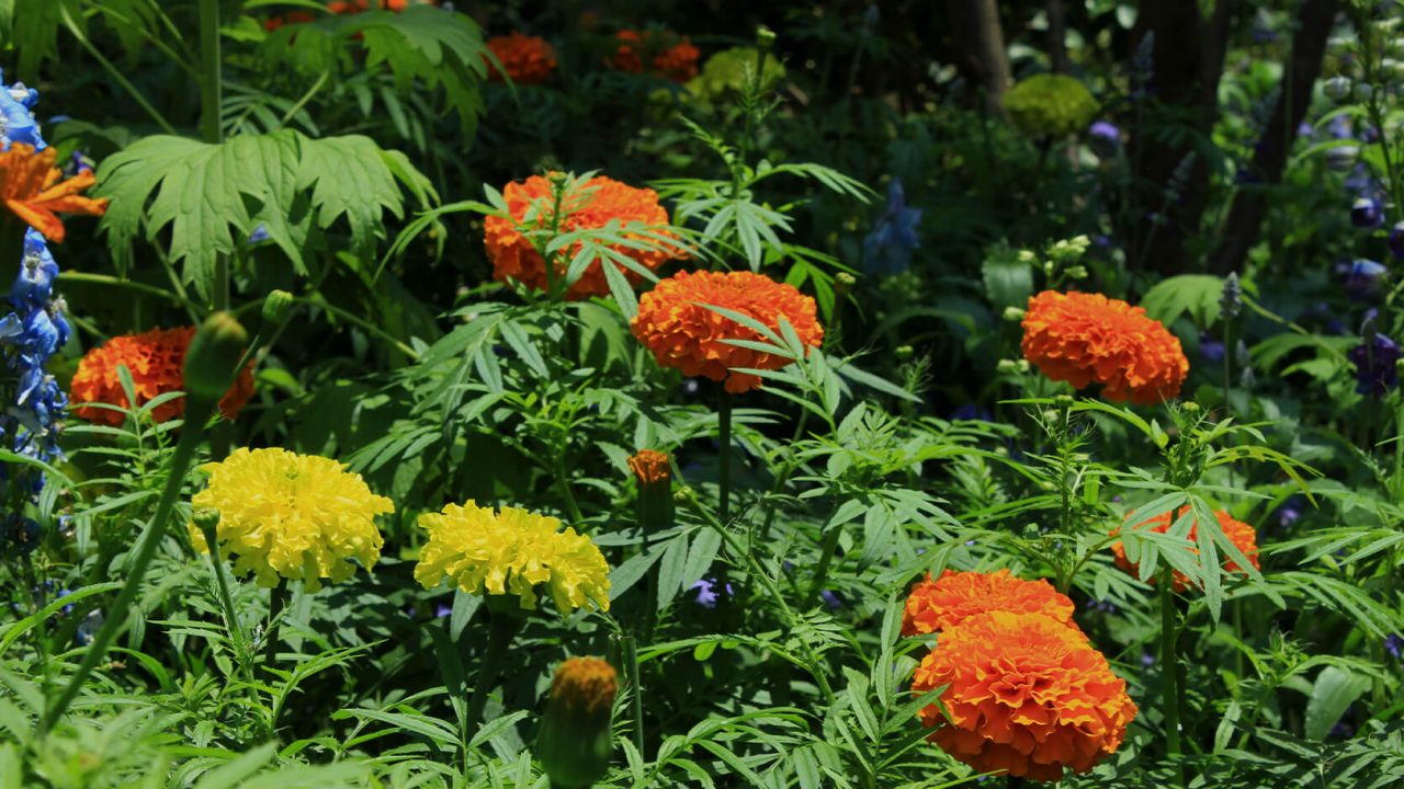 The colours of the Mexican marigold hold several meanings to the Hindus; saffron is a sacred colour while yellow signifies sanctity.