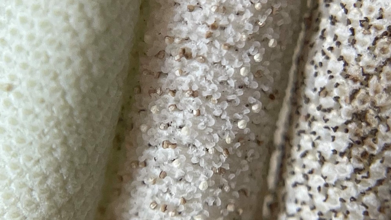 This photo is a magnified view of three Mexican pepperleaf flower spikes